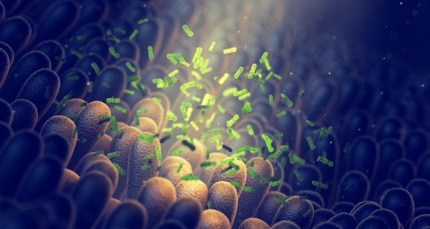 Bacteria in the gut